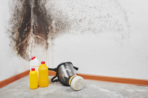 Certified Mold Removal in Brooks, KY