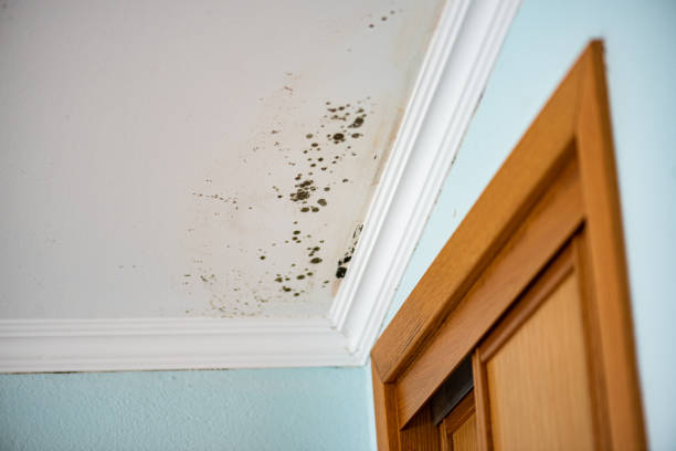 Professional Mold Removal in Brooks, KY