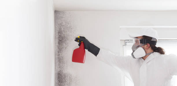 Best Attic Mold Removal  in Brooks, KY