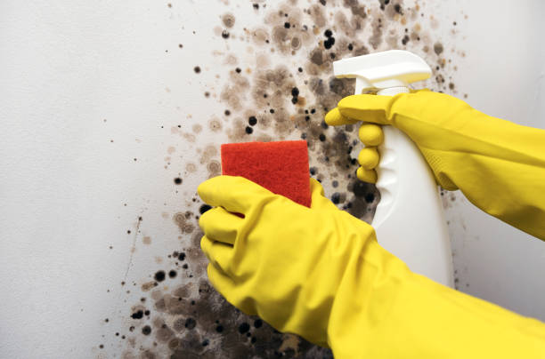 Mold Removal Process in Brooks, KY